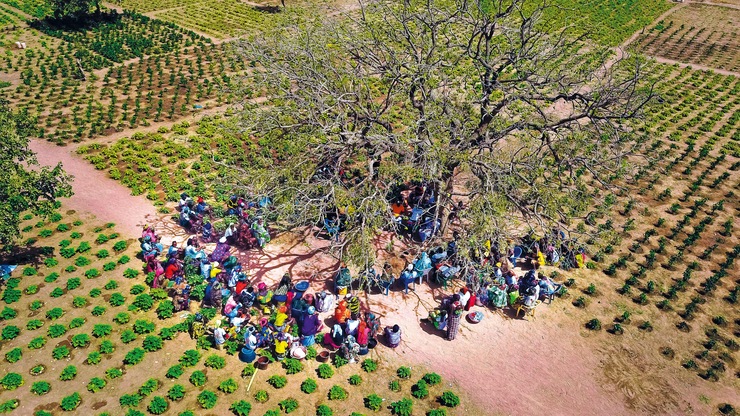 aerial view of women gathered around a tree